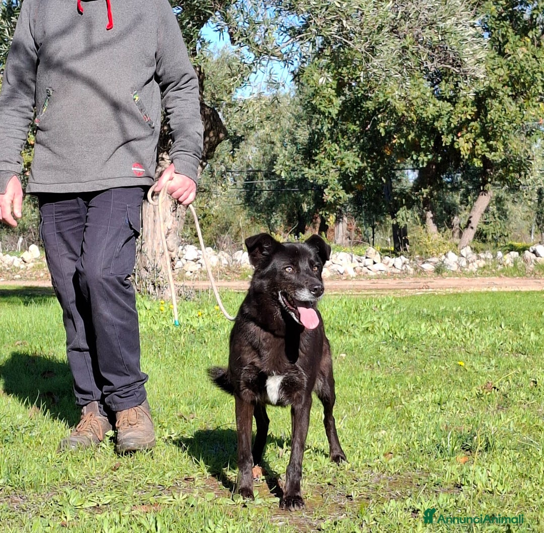 Meticcio cani in regalo: Crik&Crok Cerca Famiglia. Info Monica 3890238584 - Annuncio 11