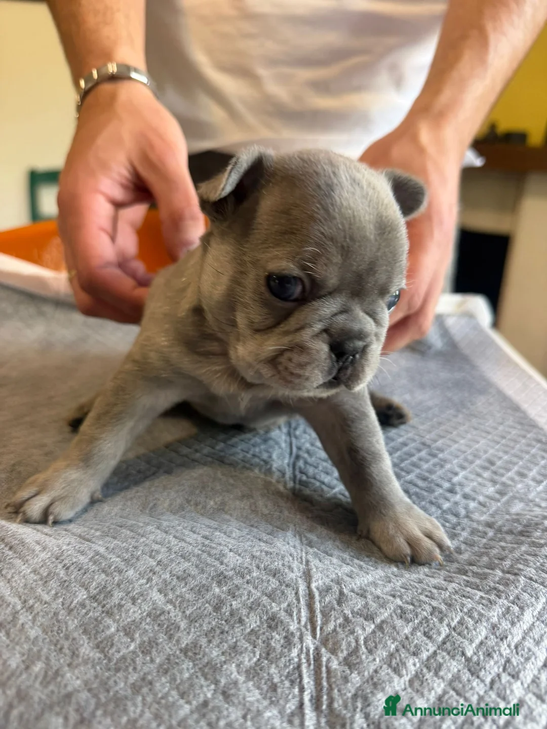 Bulldog Francese cani in vendita: bulldog francese  - Annuncio 1