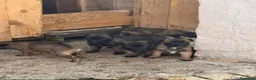 Pastore Belga cani in vendita: Splendidi cuccioli Pastore Belga Malinois - Annuncio 19