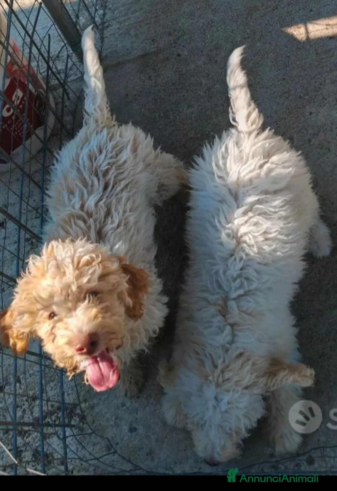 Lagotto cani in vendita: Lagotto Romagnolo  - Annuncio 3