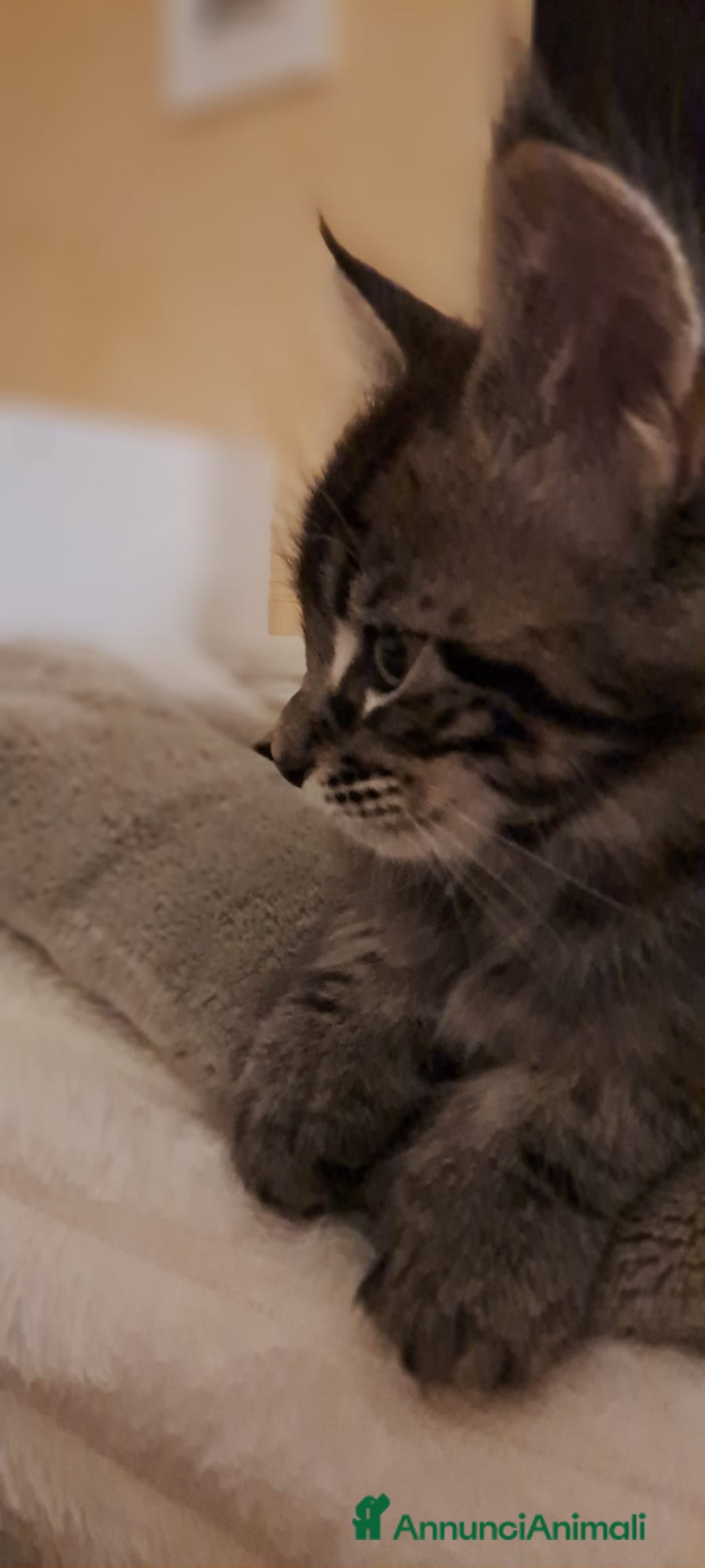 Maine Coon gatti in vendita: Cucciolo Maine coon - Annuncio 4