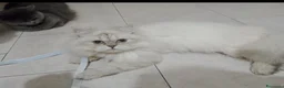 British gatti in vendita: Brittish Longhair Chinchilla  - Annuncio 3