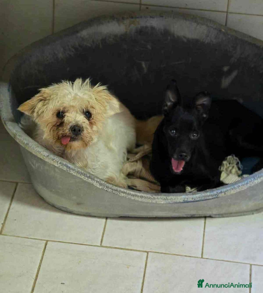 Meticcio cani in regalo: FURIA, scricciolo sfortunato ha bisogno di voi! - Annuncio 3