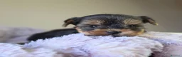 Yorkshire cani in vendita: Maschietti di Yorkshire Terrier  - Annuncio 1