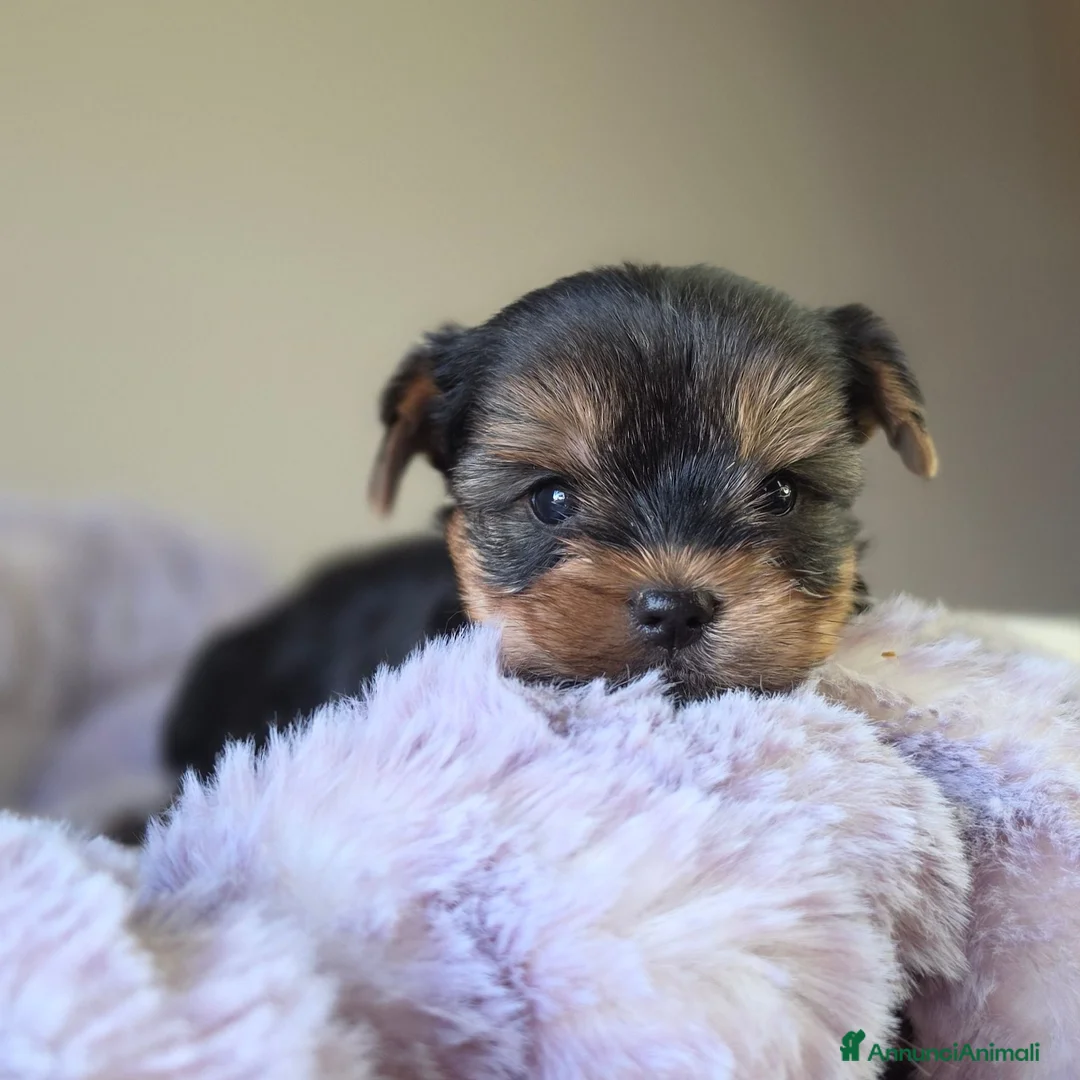 Yorkshire cani in vendita: Maschietti di Yorkshire Terrier  - Annuncio 1