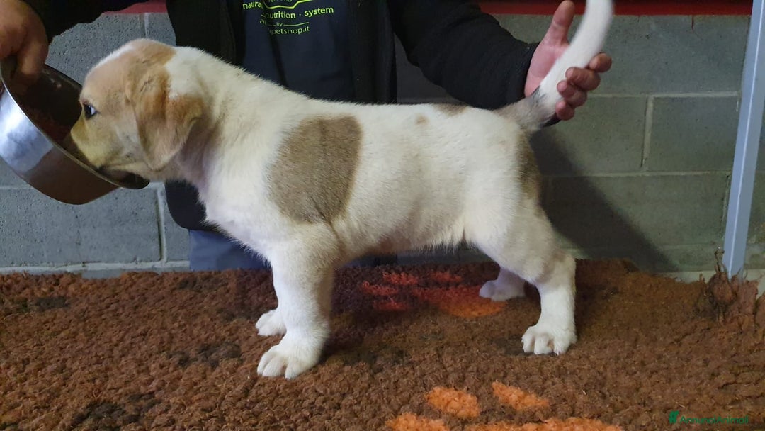 Pastore Asia Centrale cani in vendita: Cuccioli di pastore dell'Asia centrale Alabai - Annuncio 13