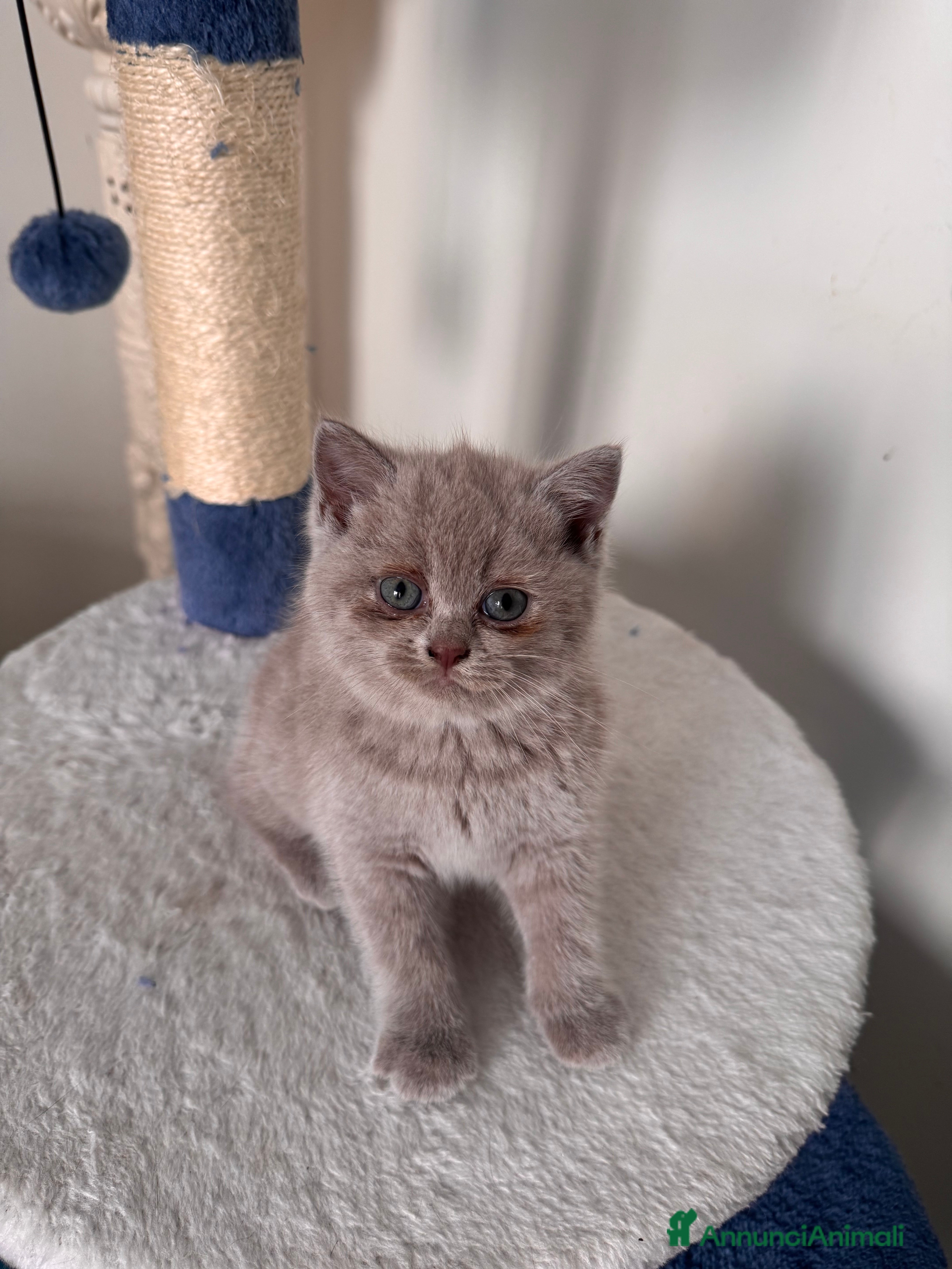 British gatti Gattini British short hair  - Annuncio 14