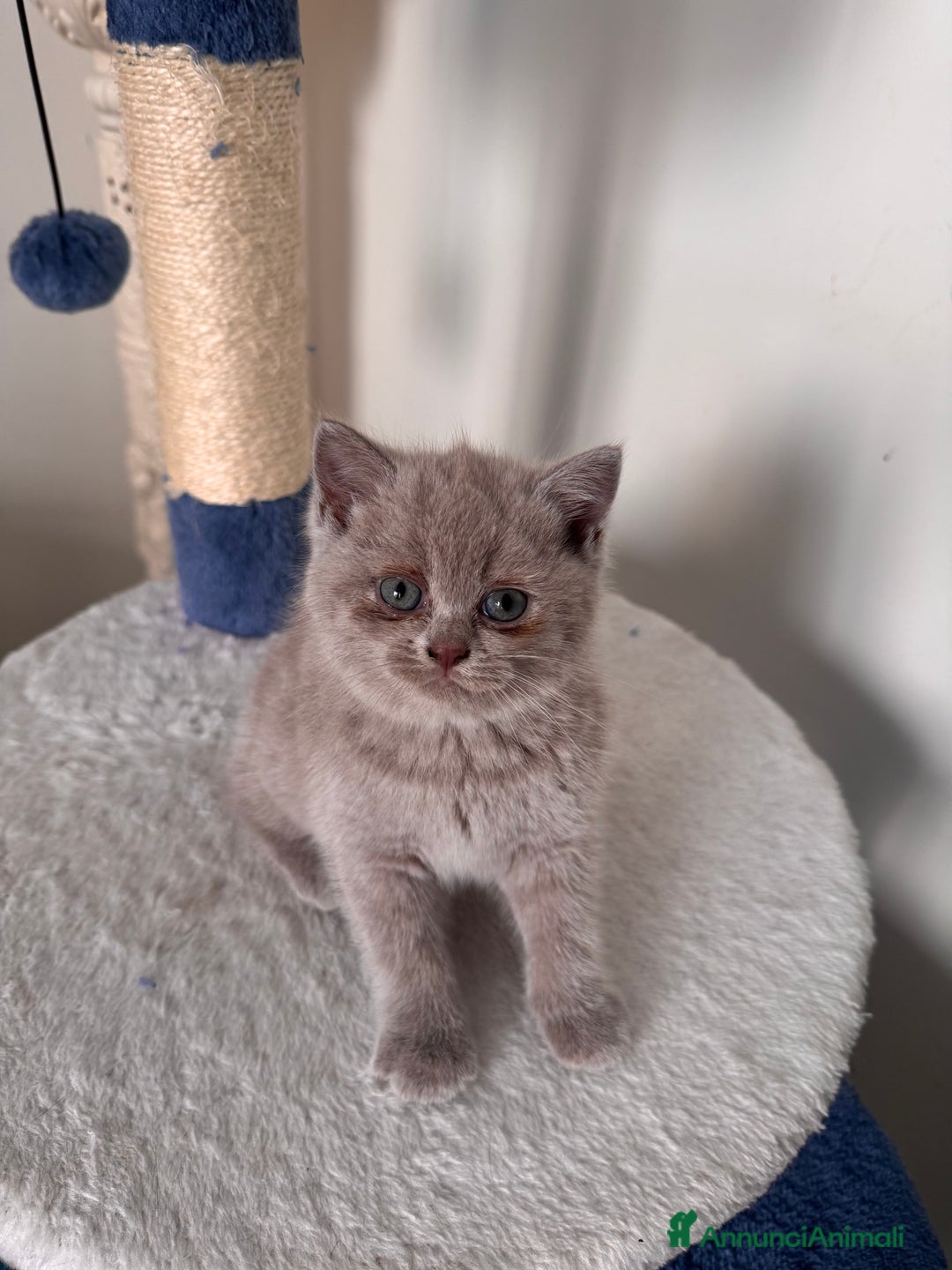 British gatti in vendita: Gattini British short hair  - Annuncio 1