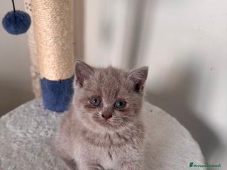 British gatti Gattini British short hair - Annuncio 28