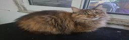 Maine Coon gatti in vendita: Bellissimi getting Mane coon 12 mesi disposable. - Annuncio 3
