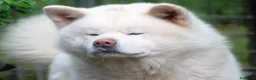 Akita Inu cani in vendita: AKITA a Città metropolitana di Messina - Annuncio 8