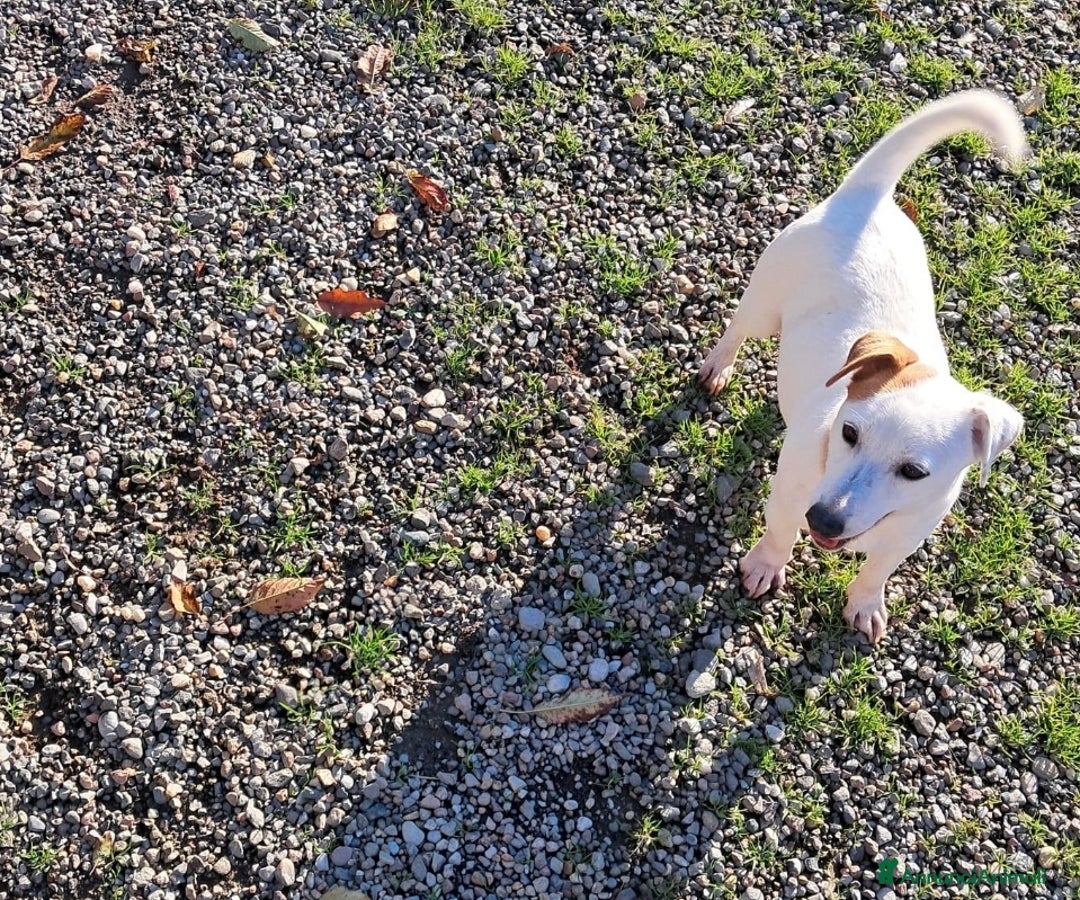 Jack Russell cani in vendita: DUE JACK RUSSELL CERCANO CASA💙💜 - Annuncio 3