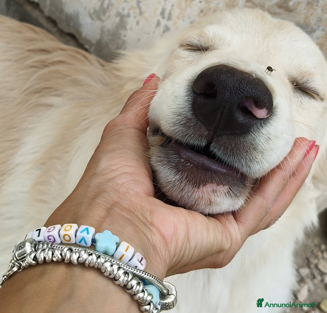 Meticcio cani in regalo: Snoopy cucciolone bravissimo - Annuncio 2