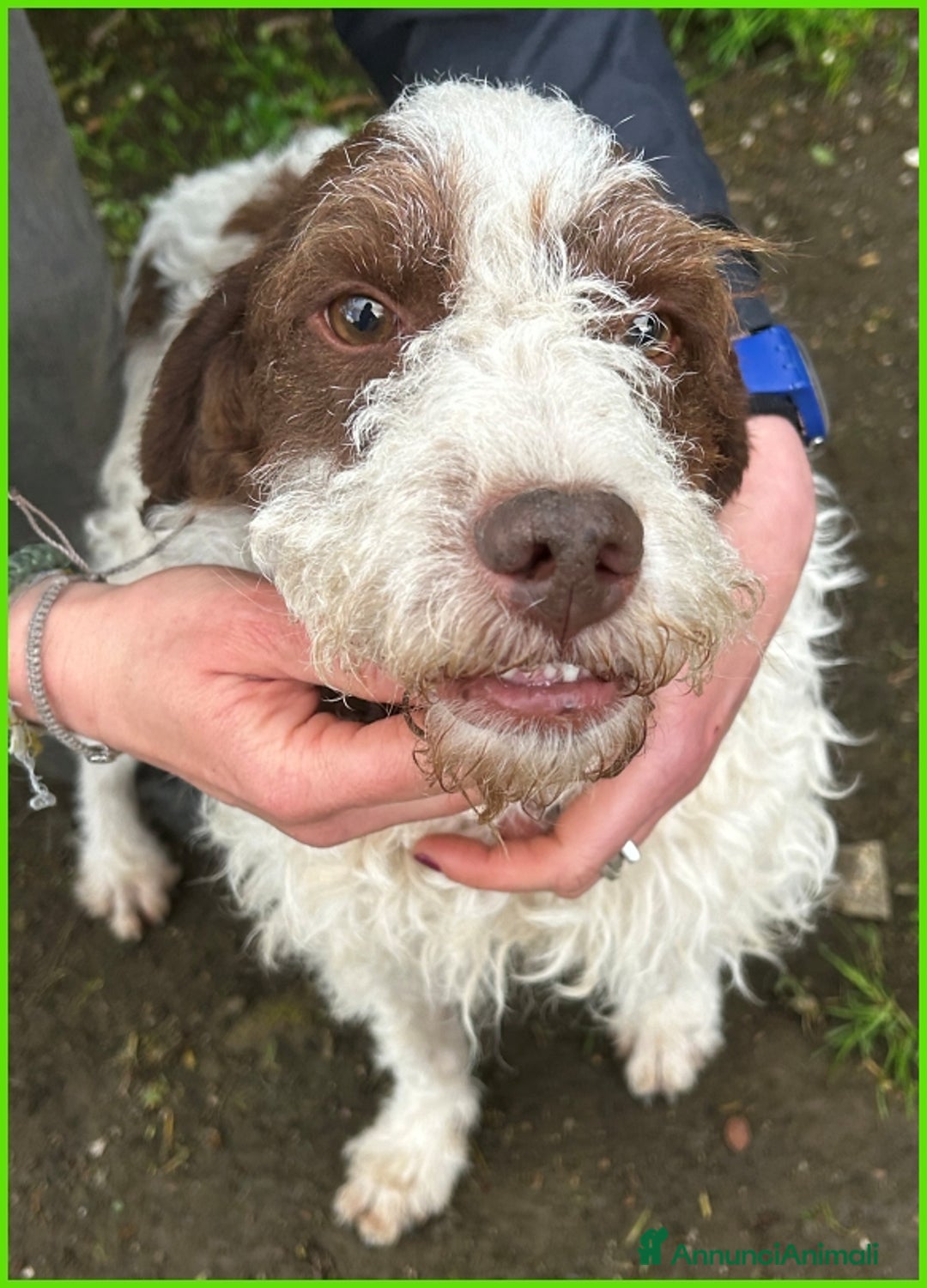 Lagotto cani in regalo: URGENTISSIMO! FORLI' GIOVANE CAGNOLINO CON UNA BRU a Città metropolitana di Milano - Immagine 6