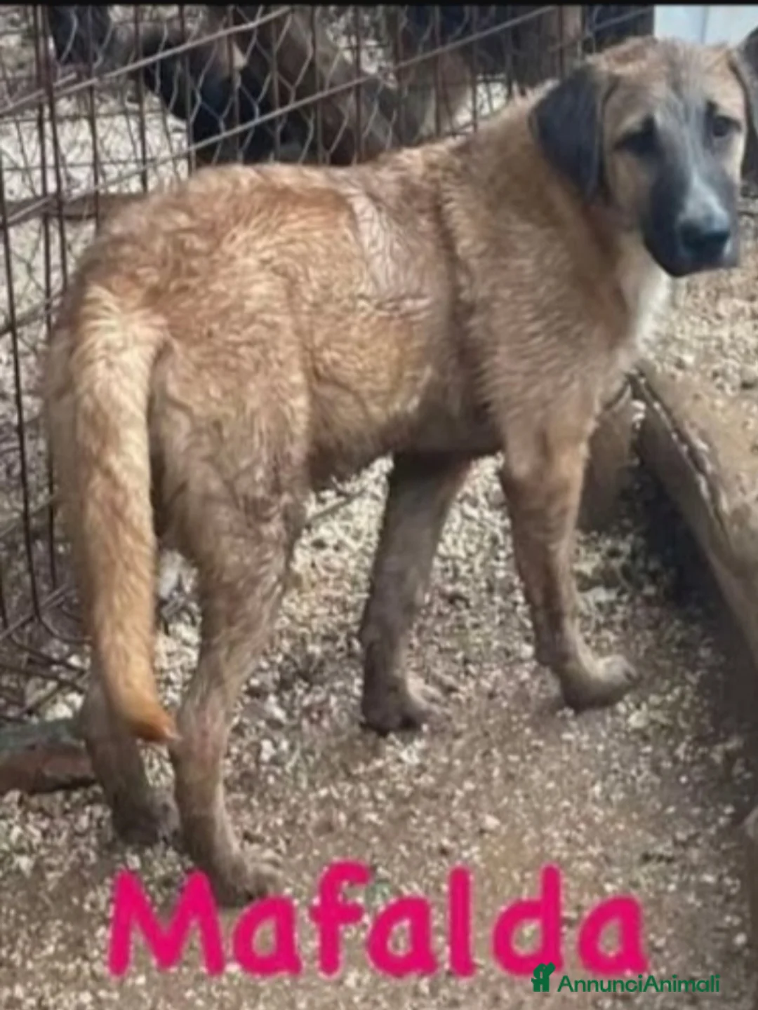 Meticcio cani in regalo: Mafalda e Wisky 10mesi I MAI SCELTI! GARGANO010 - Annuncio 2