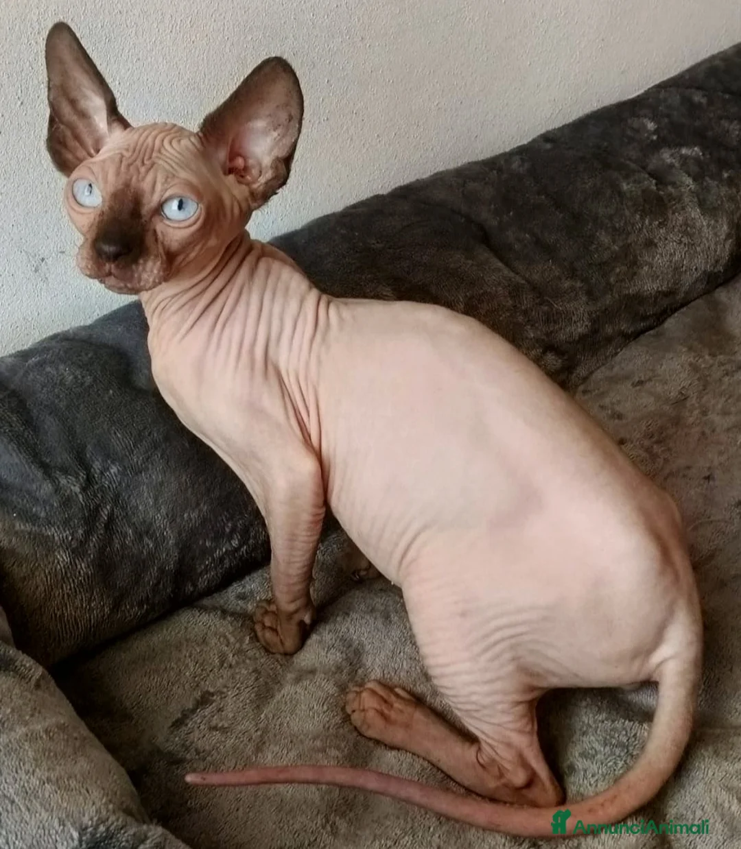 Sphynx gatti in vendita: GATTINO MASCHIO ELFO STRAIGHT SPHYNX GATTO NUDO  - Annuncio 4
