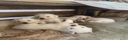 Pastore Abbruzzese Maremmano cani in vendita: Cuccioli di pastore maremmano abruzzese a Provincia di Bergamo - Annuncio 8