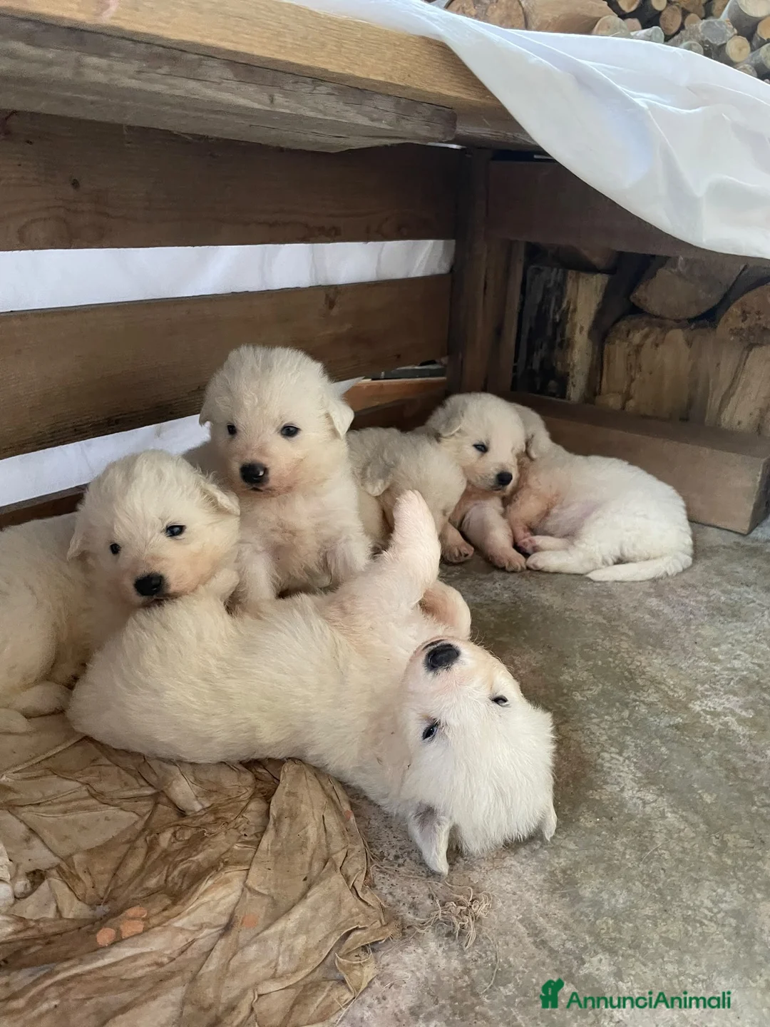 Pastore Abbruzzese Maremmano cani in vendita: Cuccioli di pastore maremmano abruzzese a Provincia di Bergamo - Annuncio 8