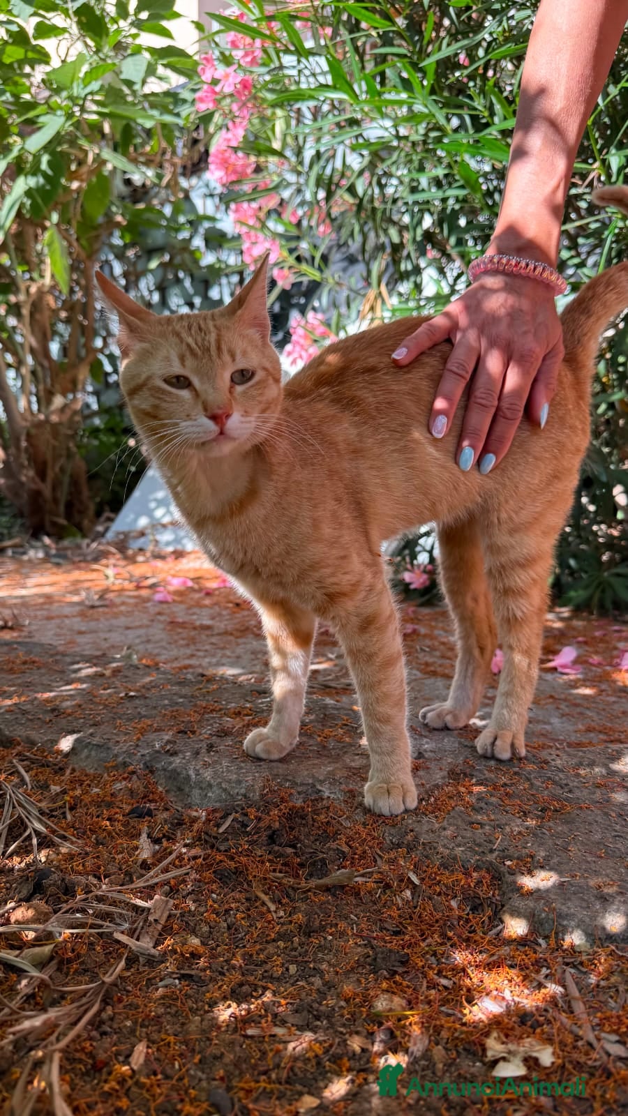 Meticcio gatti Dolce maschietto, 7 mesi circa  - Annuncio 1