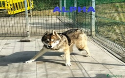 Husky cani in regalo: SKY e ALPHA meravigliosi husky a Città Metropolitana di Torino - Immagine 5