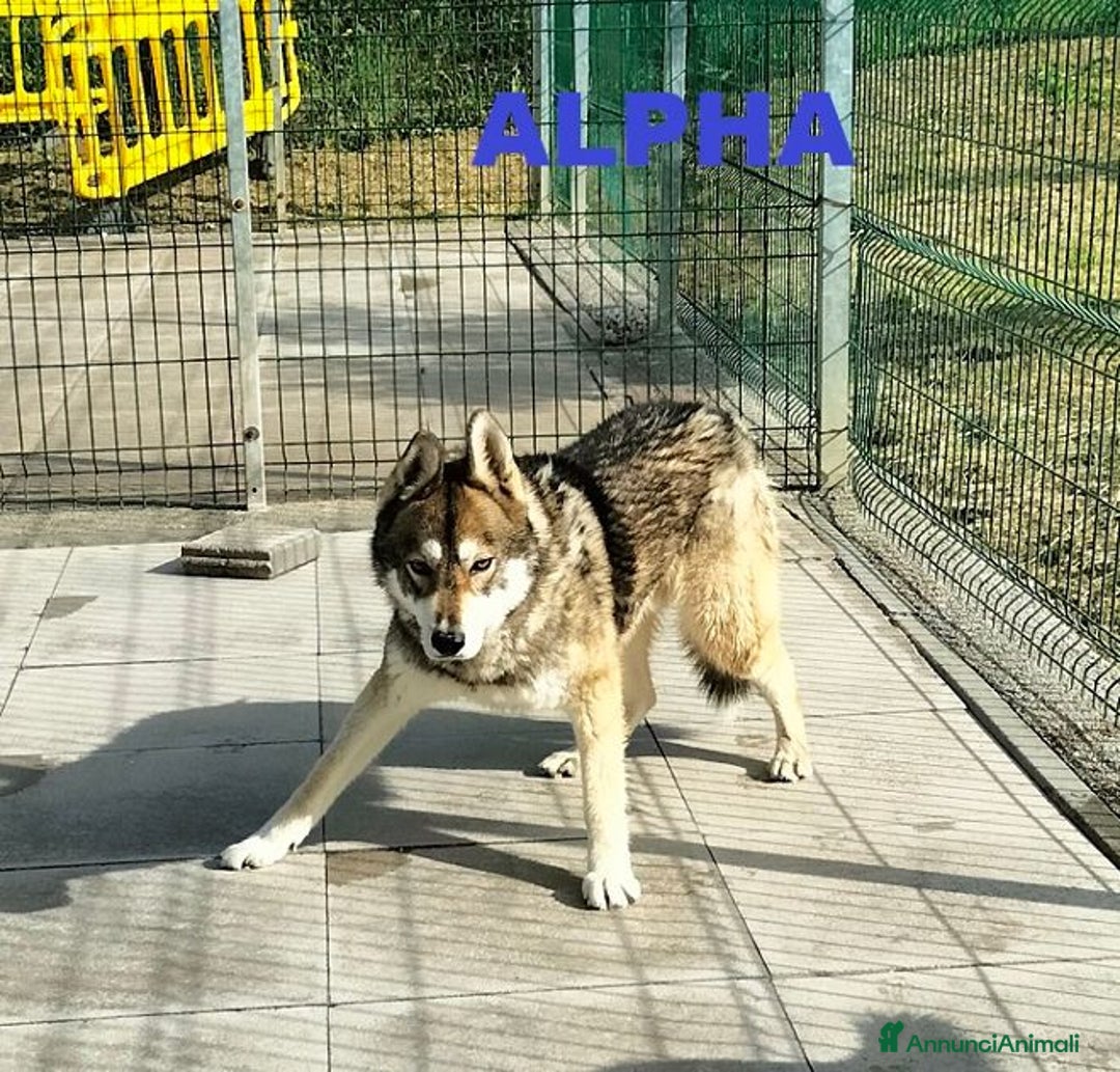 Husky cani in regalo: SKY e ALPHA meravigliosi husky a Città Metropolitana di Torino - Immagine 5