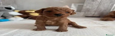 Barboncino Toy 3