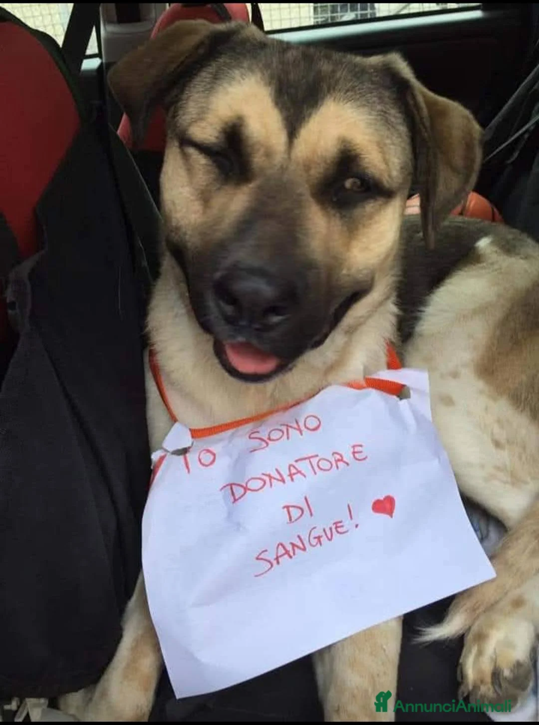 Meticcio cani in regalo: Pablo, cagnolone dolce, in cerca d amore - Annuncio 5