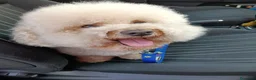 Barboncino cani per accoppiamento: Barboncino per accoppiamento  - Annuncio 3