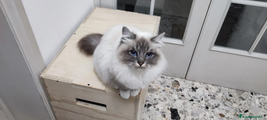 Sacro di Birmania gatti in vendita: Cuccioli di Sacro di Birmania  - Annuncio 2