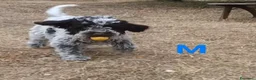 Lagotto cani in vendita: Cuccioli di Lagotto Romagnolo con Pedigree ROI - Annuncio 3