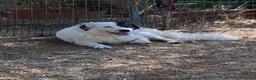 Meticcio cani in regalo: DOLCISSIMA SISSI - Annuncio 3