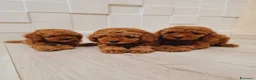 Barboncino Toy cani in vendita: Barboncino mini toy e toy  - Annuncio 3