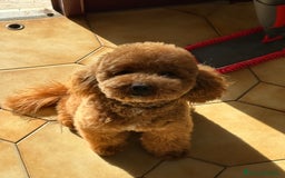 Barboncino cani per accoppiamento: Barboncino disponibile per monta  - Immagine 1