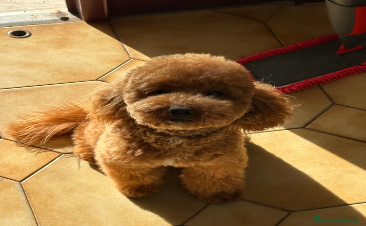 Barboncino cani - Annuncio 2