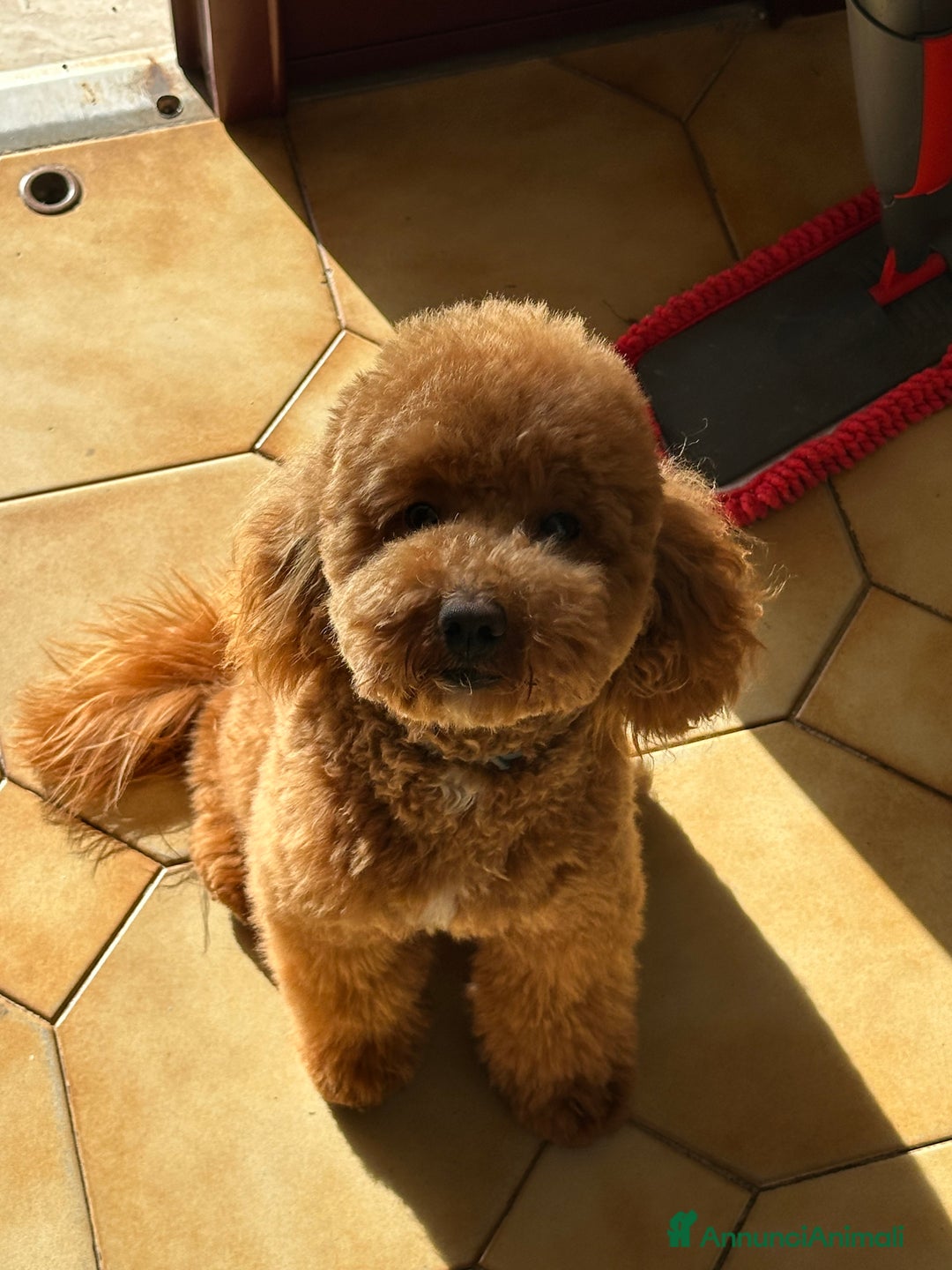 Barboncino cani per accoppiamento: Barboncino disponibile per monta  - Immagine 1