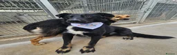 Meticcio cani in regalo: Carlo: 2 anni, taglia media, docile e riservato  - Annuncio 3