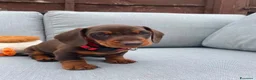 Bassotto cani in vendita: Bassotti nani  - Annuncio 6