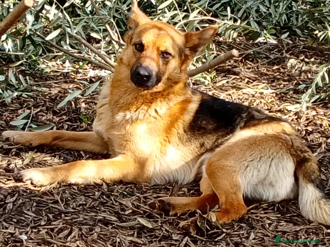 Meticcio cani in regalo: Mini Pastorello cerca una casa tutta sua - Annuncio 5