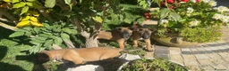Pastore Belga cani in vendita: Femmine Pastore Belga Malinois - Annuncio 11