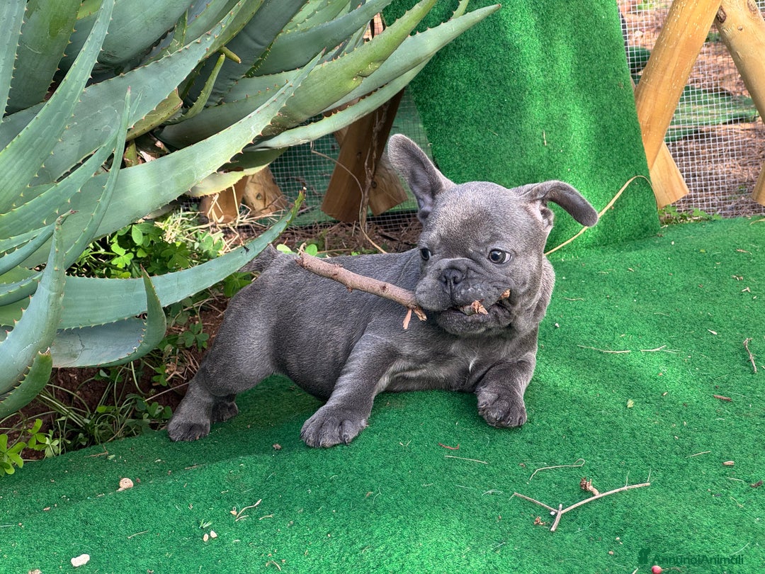 Bulldog Francese cani in vendita: Bulldog francese maschi esotici - Annuncio 19