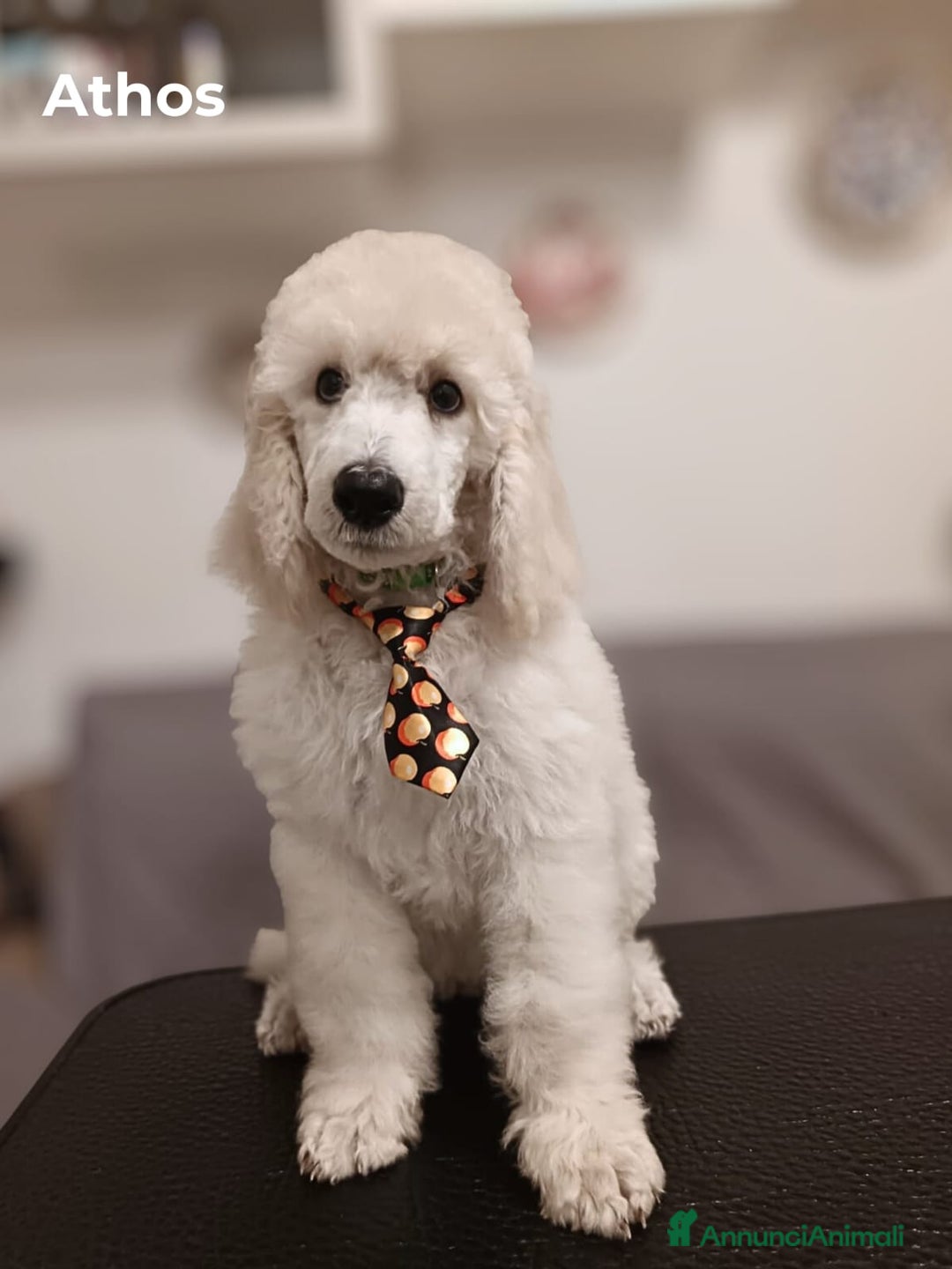 Barbone cani in vendita: Cuccioli di Barboncino con Pedigree ENCI 🐩 a Città metropolitana di Roma Capitale - Annuncio 1