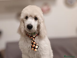 Barbone cani Cuccioli di Barboncino con Pedigree ENCI 🐩 a Città metropolitana di Roma Capitale - Annuncio 1