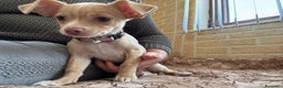 Chihuahua cani in vendita: 3280591808 - Annuncio 1