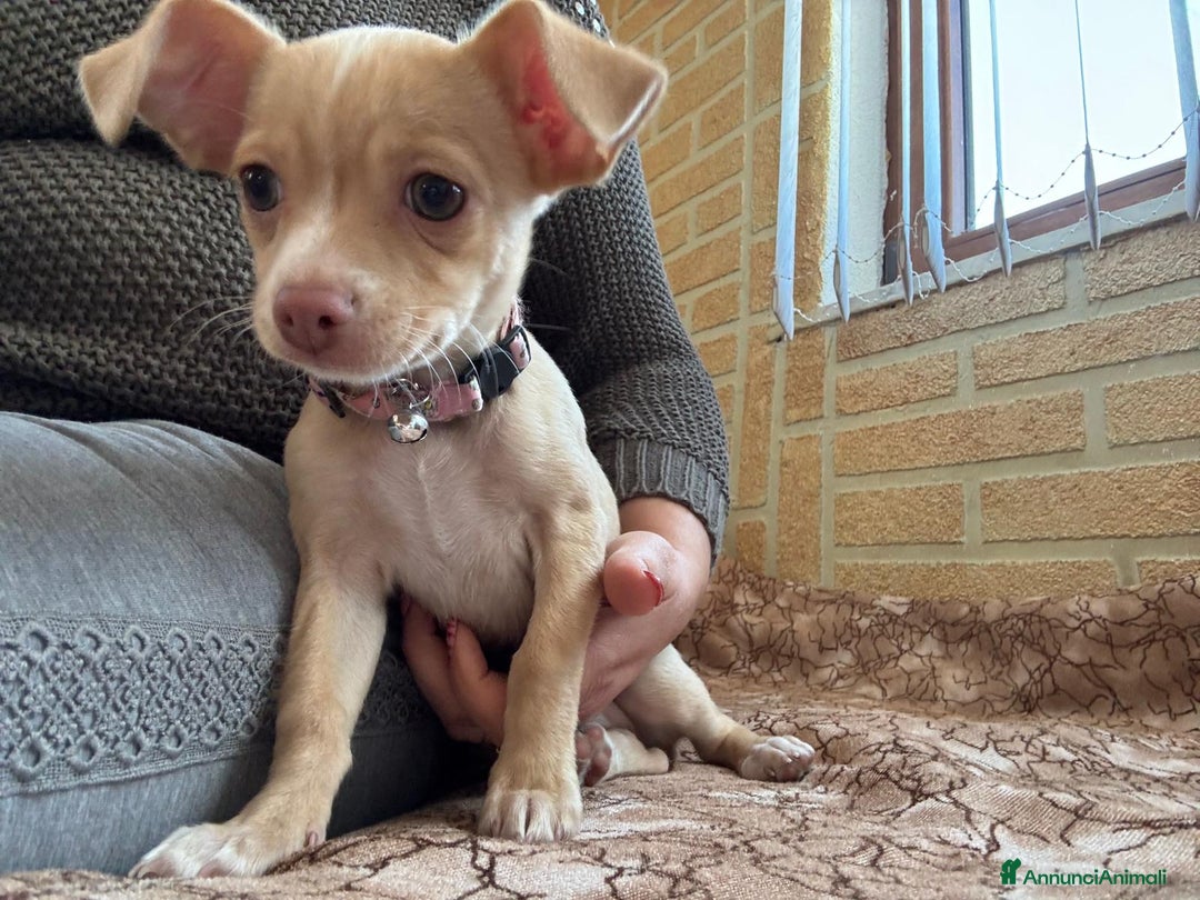 Chihuahua cani in vendita: 3280591808 - Annuncio 1
