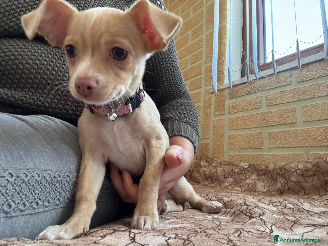 Chihuahua cani in vendita: 3280591808 - Annuncio 1