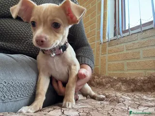 Chihuahua cani 3280591808 - Annuncio 7