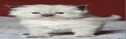 Ragdoll gatti in vendita: Meravigliosa cucciolata Ragdoll  - Annuncio 2