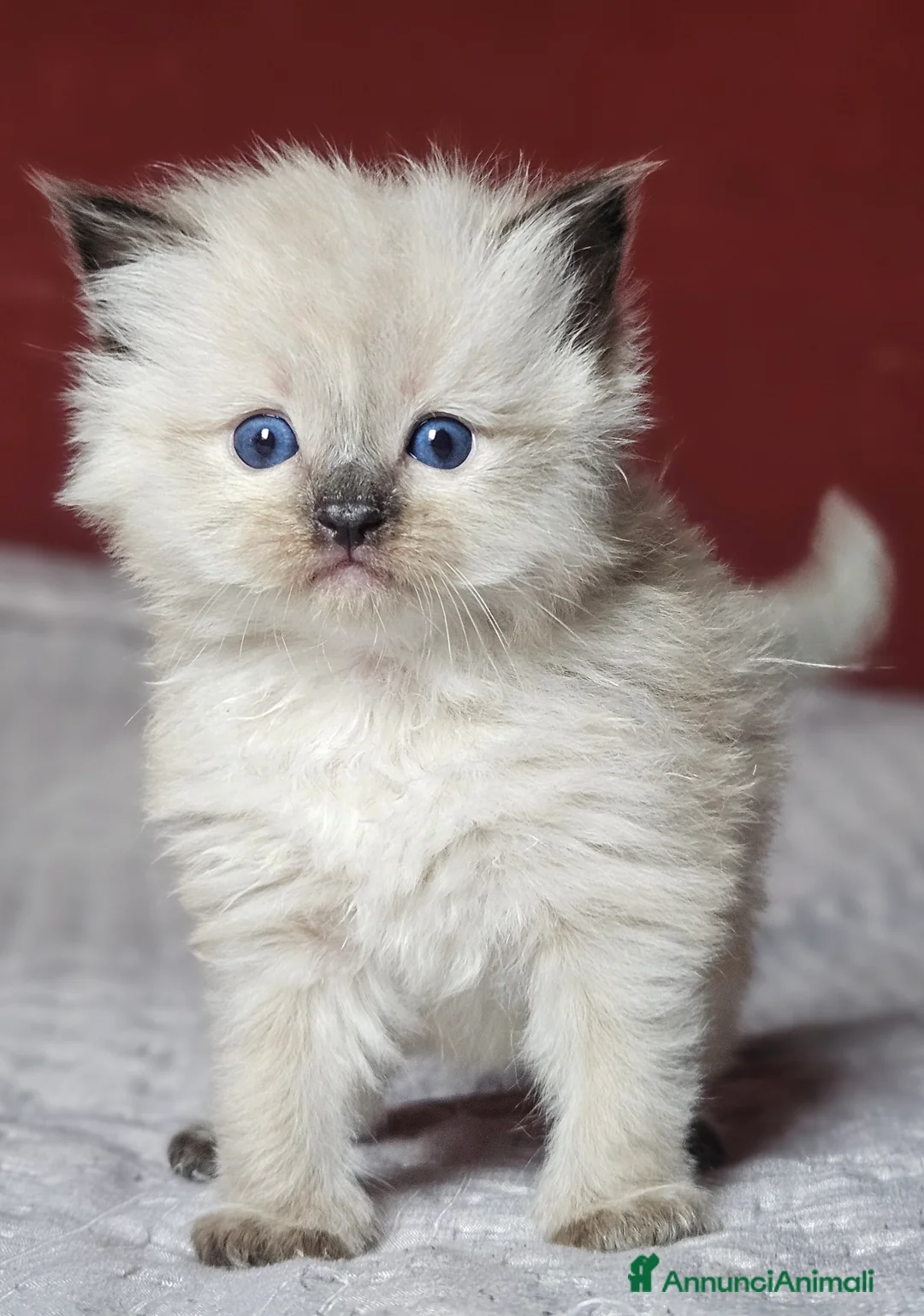 Ragdoll gatti in vendita: Meravigliosa cucciolata Ragdoll  - Annuncio 2