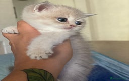 Scottish gatti in vendita: Scottish Straight - Annuncio 7