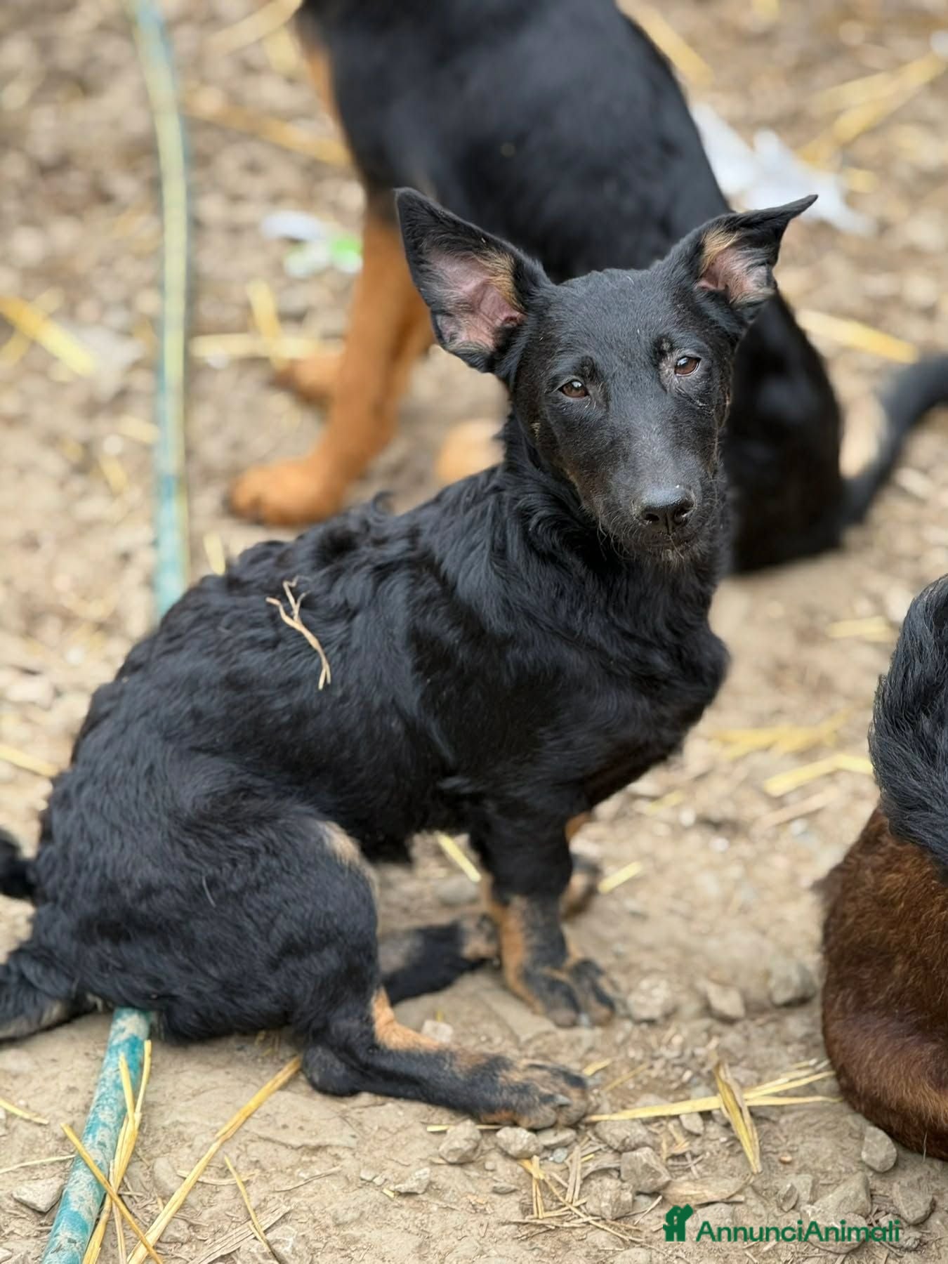 Meticcio cani EMA, la cucciola più dolce (e nanetta) di tutti! - Annuncio 16